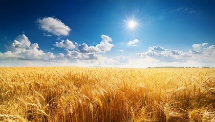 golden wheat field under bright blue sky in sunlight