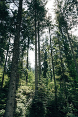 Black Forest Summer Landscape with Dense Coniferous Trees, Idyllic German Nature and Hiking Trails