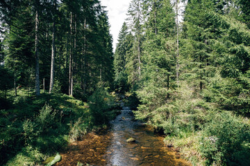 Black Forest Summer Landscape with Dense Coniferous Trees, Idyllic German Nature and Hiking Trails