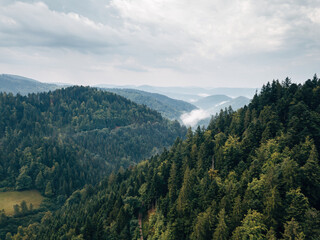 Black Forest Summer Landscape with Dense Coniferous Trees, Idyllic German Nature and Hiking Trails