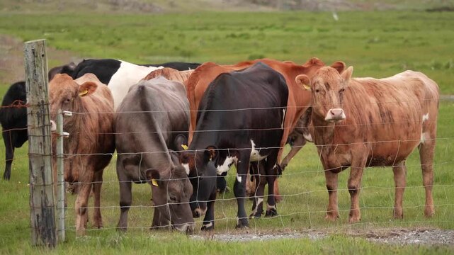 A Vibrant Herd of Icelandic Cattle Grazing Freely on the Lush Green Pastures of Rural Iceland: Witnessing the Unique and Colorful Domesticated Breed's Natural Summer Habitat.