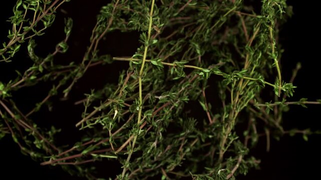 Super slow motion of thyme sprigs. Filmed on a high-speed camera at 1000 fps. High quality FullHD footage
