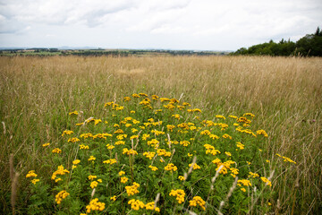 Vibrant Summer Wildflower Meadow Under Natural Sunlight, Biodiversity and Tranquil Nature Scene