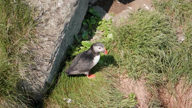 A Glimpse into the Life of an Atlantic Puffin: Witnessing the Comical and Resilient Seabird in its Natural Grassy Cliffside Habitat During the Vibrant Breeding Season.
