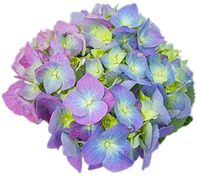 lilac flowers isolated on white background