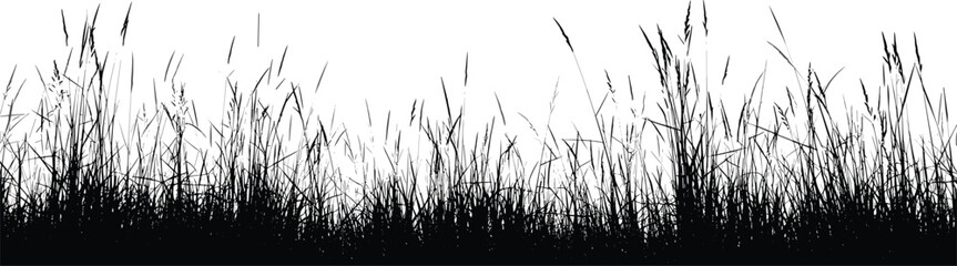 Silhouette of Tall Grasses and Reeds Against White Background meadow