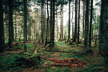 Fototapeta premium Harz National Park Landscape in Summer, Hiking Trail Leading Through German Mountain Wilderness