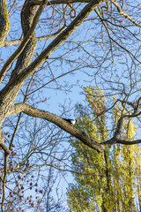 Magpie Perched on Tree Branch Against Blue Sky
