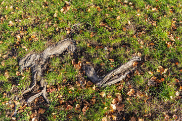 Exposed Tree Root in Green Grass and Autumn Leaves