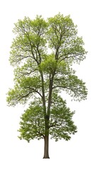 Obraz premium Tall deciduous tree with vibrant green foliage stands isolated against a pure white background
