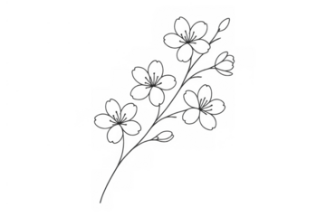 Cherry blossom branch, spring flower drawing with delicate line art style, transparent background, natural beauty