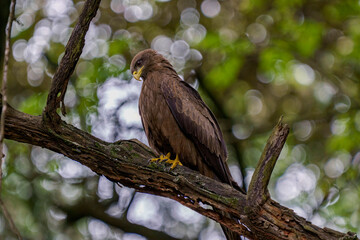 milan brun ou milan noir