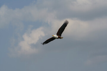 Pygargue vocifère ou aigle pêcheur en vol