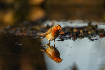 rouge-gorge se refl&eacute;tant sur l'eau