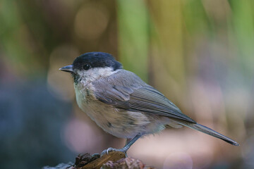 Obraz premium mésange nonette