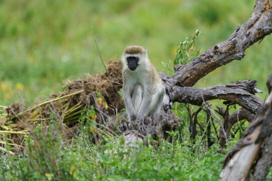 vervet