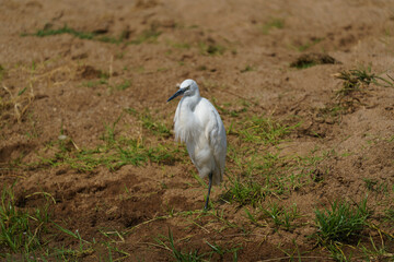 Aigrette garzette