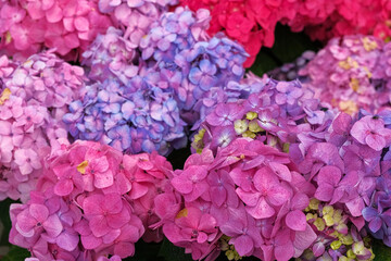 Fototapeta premium Hydrangea blooming. Blue, purple and pink heads of hydrangea flower petals. Beautiful Garden. Landscaping trend. Shrubbery blooms in the backyard. Scenic of nice landscaped. Green home design. Closeup