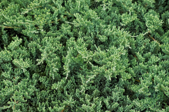 Juniperus Procumbens Nana. Landscaped Chinese juniper evergreen conifer, thuja. Strong-growing mat-forming plant. Beautiful English style cottage garden. Ornamental plant composition. Real Video 4K