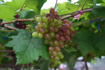Grapes on the vines in the vineyard

