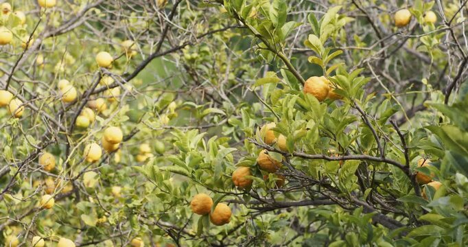 Camera initiating pan leftward from right revealing citrus branch fruit cluster showcasing orchard