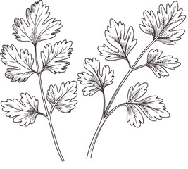Black and white hand drawn parsley herb leaves leaf