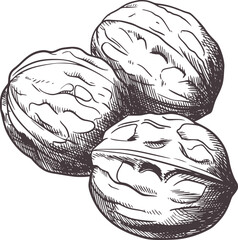 Black and white sketch of three walnuts food drawing