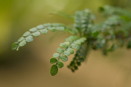 Plant list 2025 - Osteomeles anthyllidifolia (Hawaiian hawthorn)