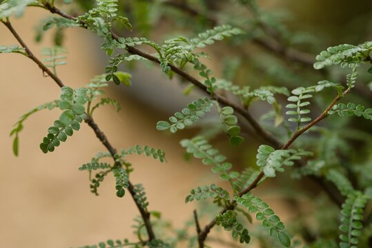 Plant list 2025 - Osteomeles anthyllidifolia (Hawaiian hawthorn)