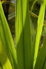 Plant list 2025 - Doryanthes palmeri (Giant Spear Lily)