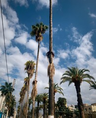 Obraz premium palm trees in skikda algeria