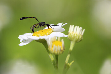 le gast&eacute;ruption sp