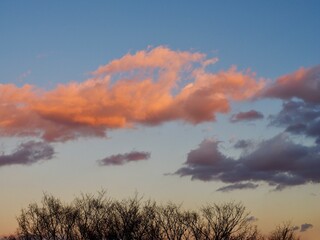 夕焼け雲と冬の木