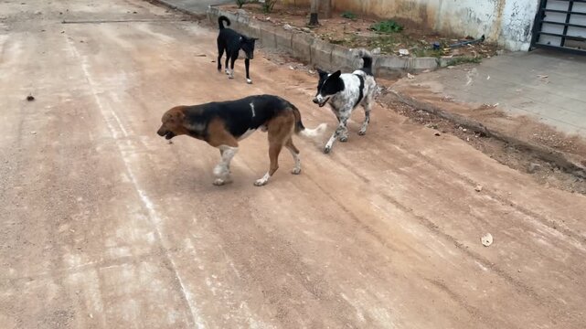 Stray Dogs Resting on Rural Dirt Road in Quiet Neighborhood