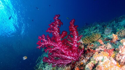 expansive coral colony rises from the reef floor with a curtain of small fish swimming above in...