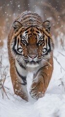 Obraz premium A snow tiger with a focused gaze strides through a snow-covered forest, creating the backdrop for conservation projects and winter travel.