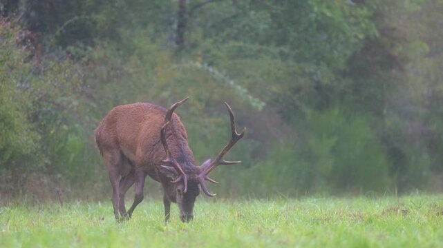 Red deer stag lying down in a plain observing while smelling the smells and licking its muzzle in light rain during the rut. Cervus elaphus, Sologne, Loiret 45, r&eacute;gion Centre, France, Europe