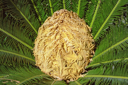 Female cone of Cycas revoluta, ornamental sago palm
