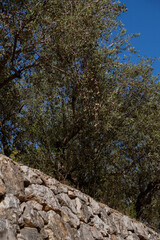Stone wall beneath tall trees under bright blue sky vertical