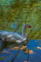 White goose swimming on blue lake among autumn reflections Vertical © Stoca