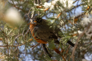 The bird&rsquo;s orange breast stands out against the muted tones of the trees.
