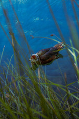 Duck swimming over underwater plants in blue lake Vertical