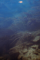 Underwater plants in clear blue lake Vertical