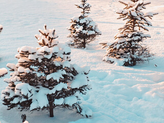 Spruce trees in snow, beautiful winter branches with fresh snow texture.