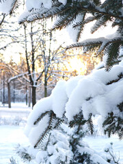 Frosty winter day with snow-covered spruce branches, Christmas nature scene.