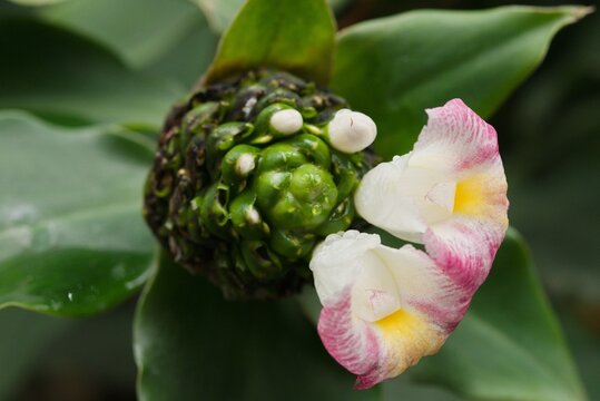 Plant list 2025 - Costus afer (African Spiral Ginger)