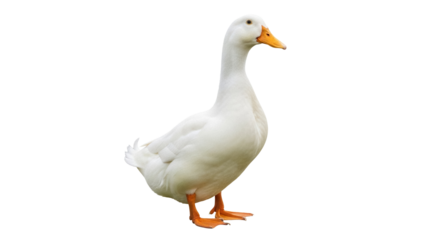 Pekin duck isolated PNG on transparent background, domestic waterfowl with white plumage and orange beak for animal and nature designs