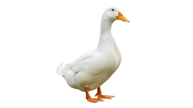 Pekin duck isolated PNG on transparent background, domestic waterfowl with white plumage and orange beak for animal and nature designs