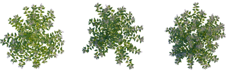 Ceanothus x delileanus tree plan, top view, cutout, transparent background, isolate, Lush green hydrangea bush blooms, ready for beautiful landscape designs
