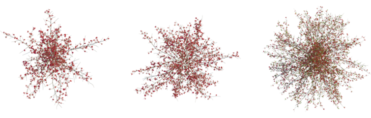 Chaenomeles speciosa tree plan, top view, cutout, transparent background, isolate, Aerial vibrant blossoms in spring for landscape architectural design